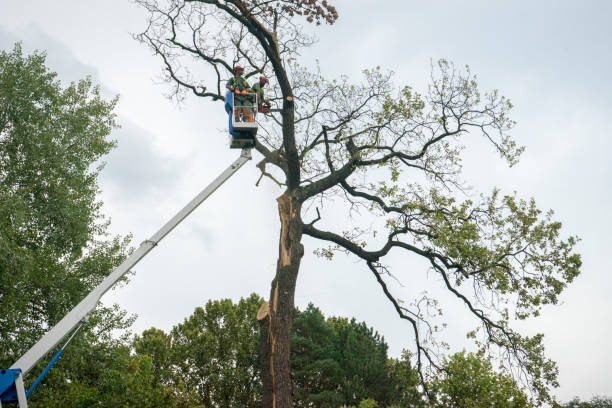 Mulching Services in Cotati, CA