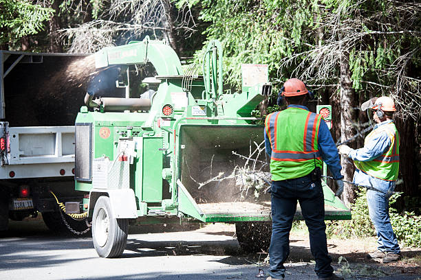 Best Root Management and Removal  in Cotati, CA