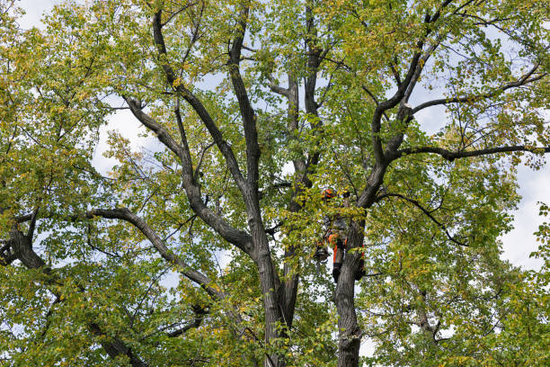 How Our Tree Care Process Works  in  Cotati, CA